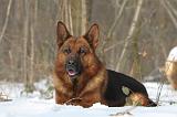 BERGER ALLEMAND 509